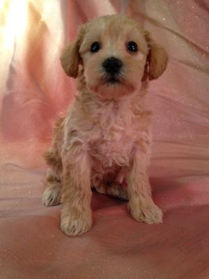 schnoodle breeders midwest