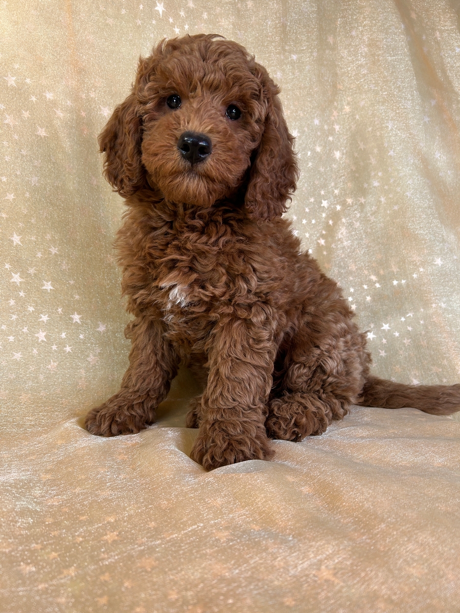 Male Miniature Goldendoodle Puppy for Sale DOB 3-12-2026 $1200
