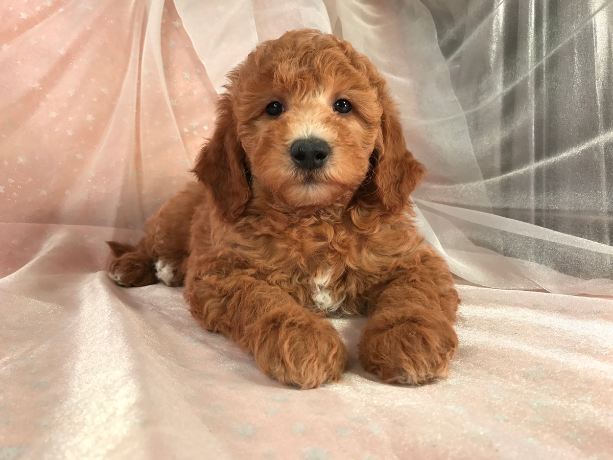 apricot mini goldendoodle for sale