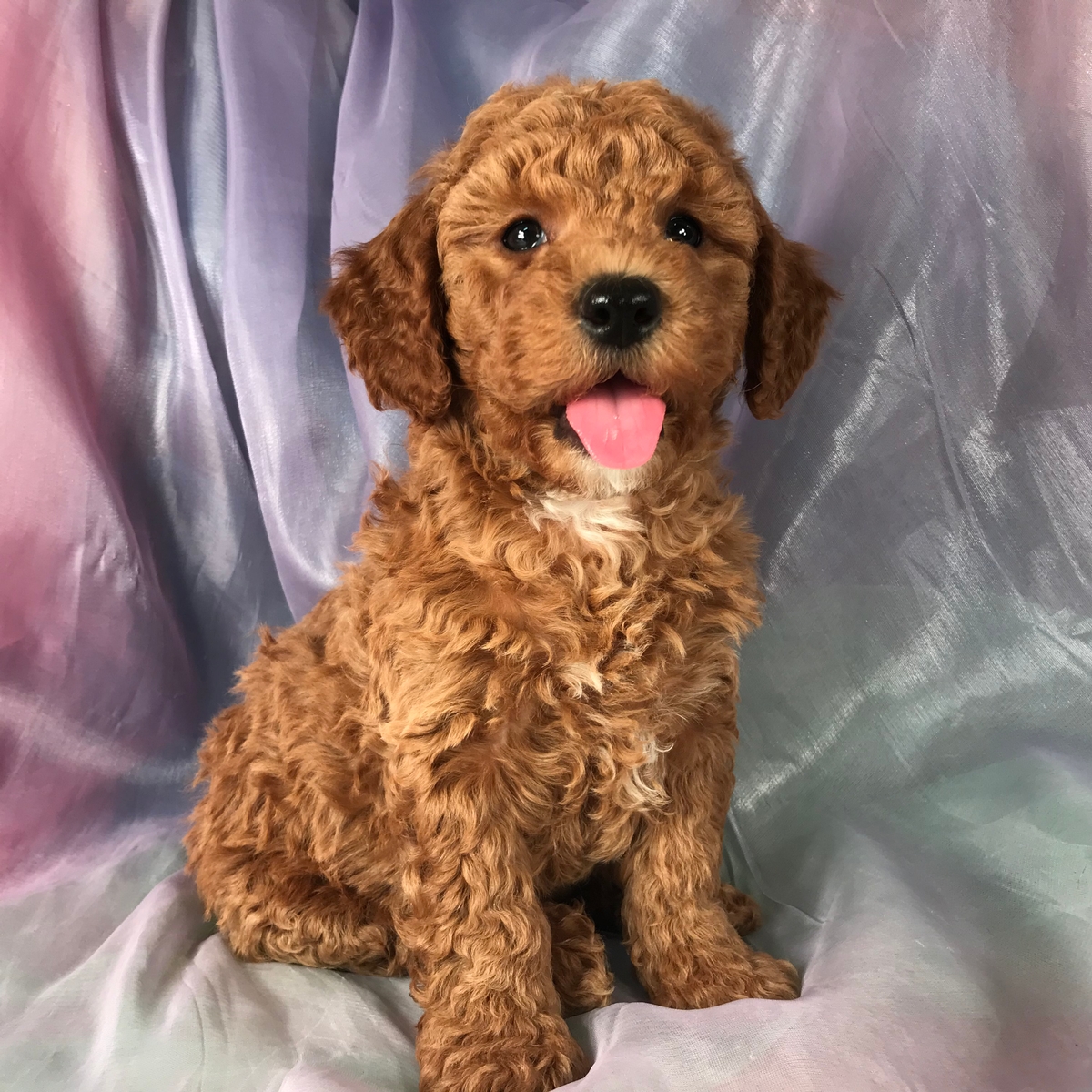Apricot Mini Goldendoodle Breeder Located By Joice Iowa 50446