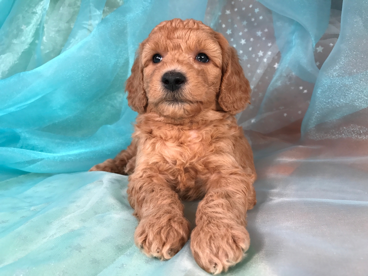 moyen poodle puppies