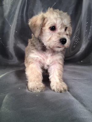 schnoodle puppy cost