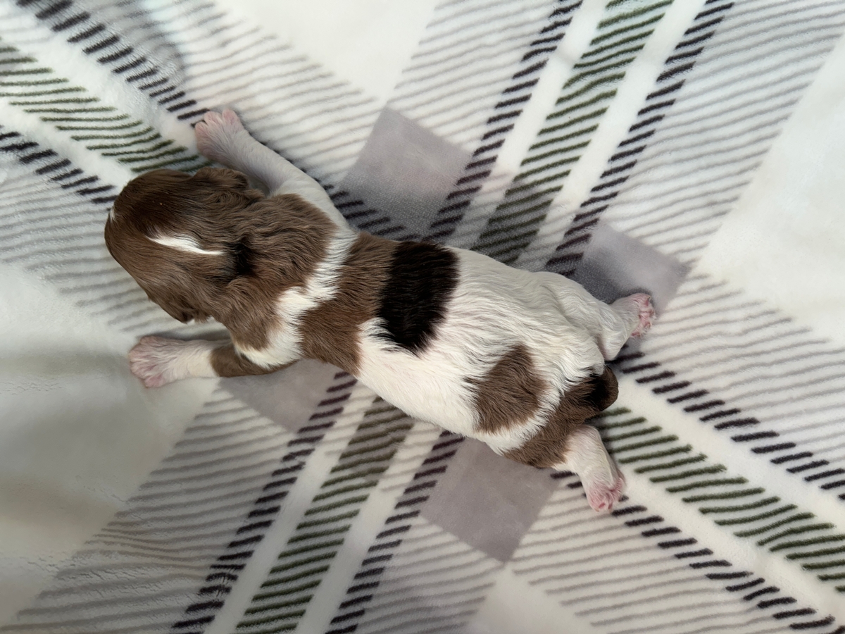 Parti Color Merle Cockapoos for Sale
