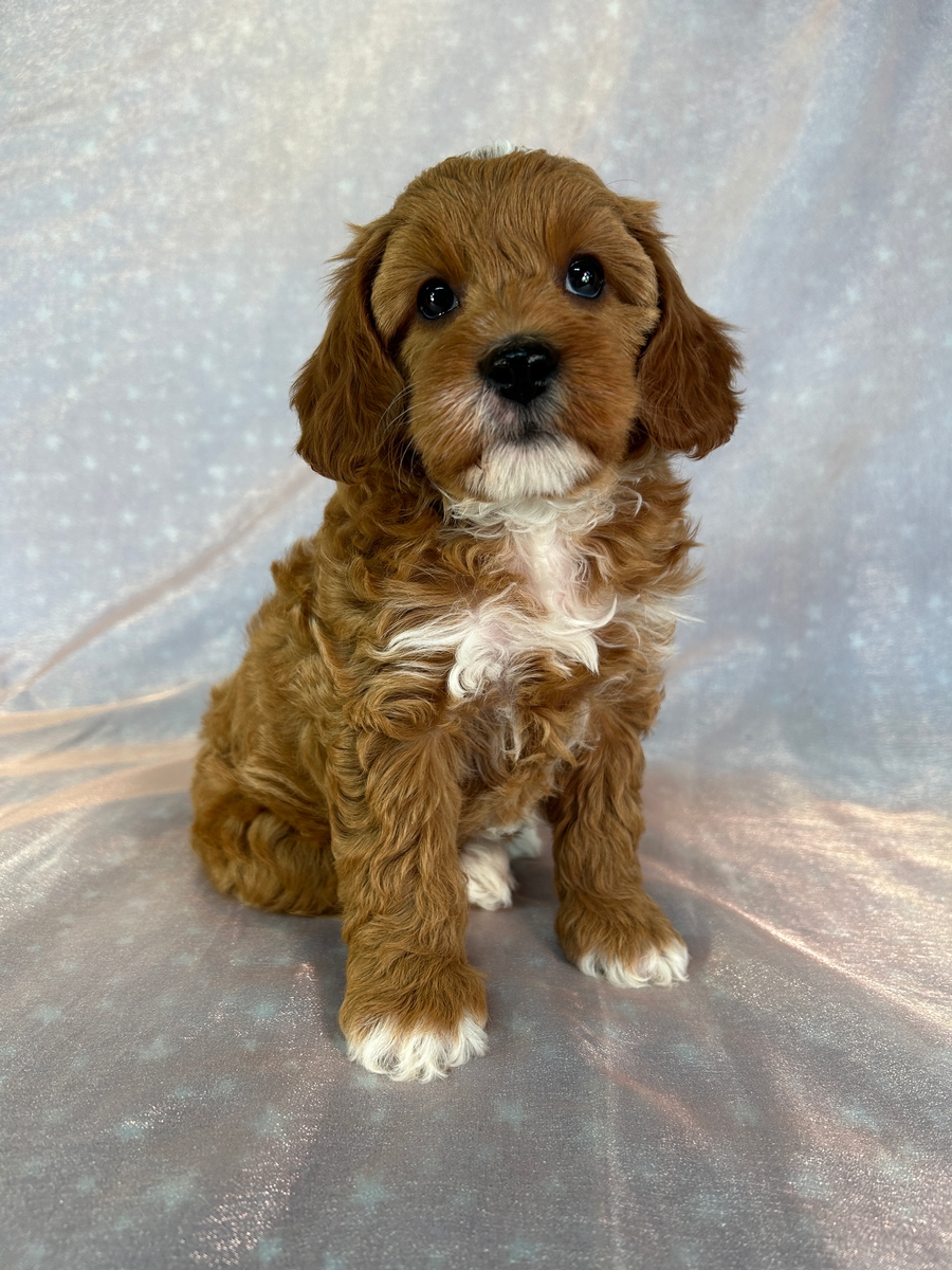 Red Cockapoo with White Markings for Sale