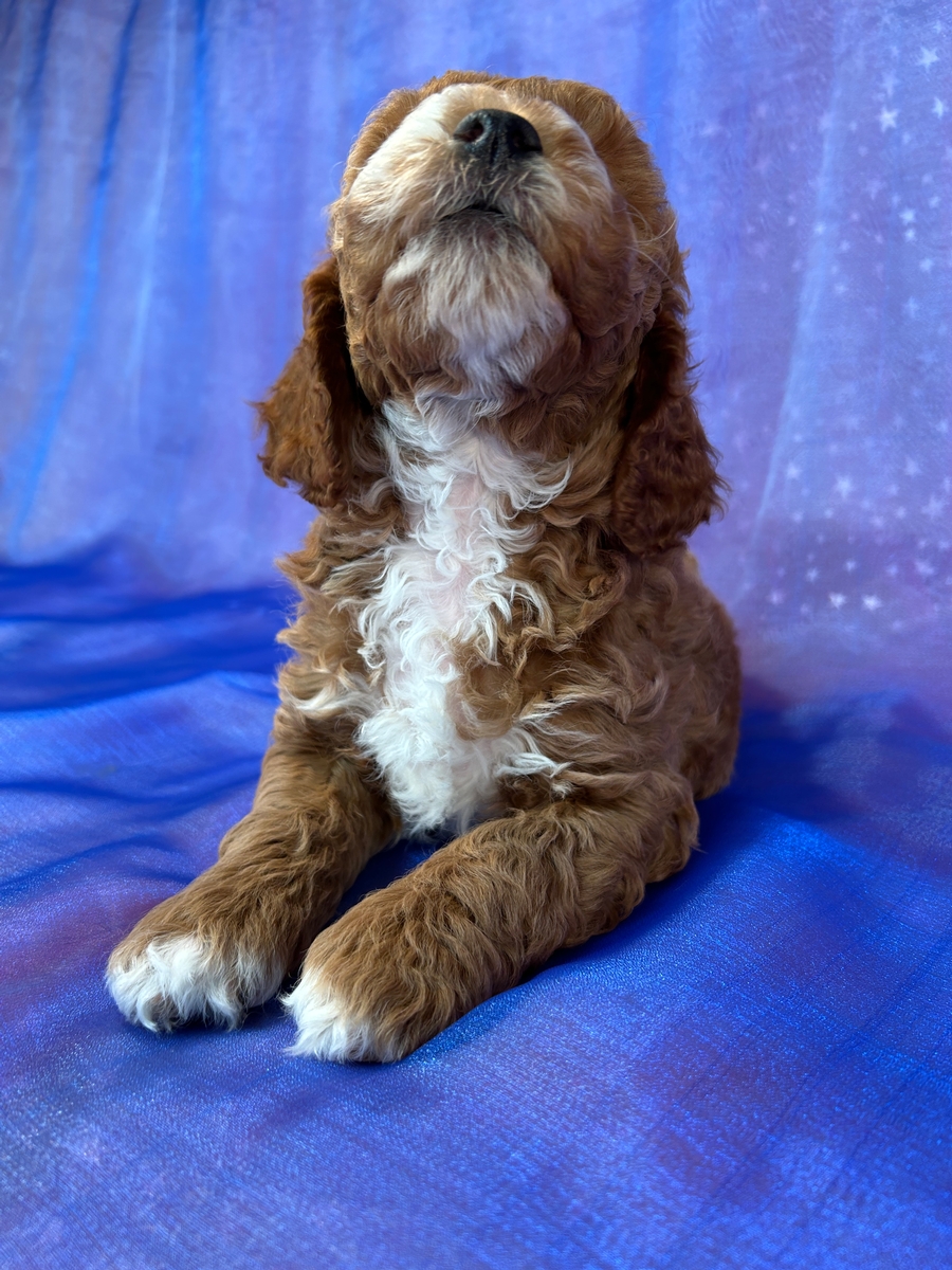 Professional Cockapoo Breeders