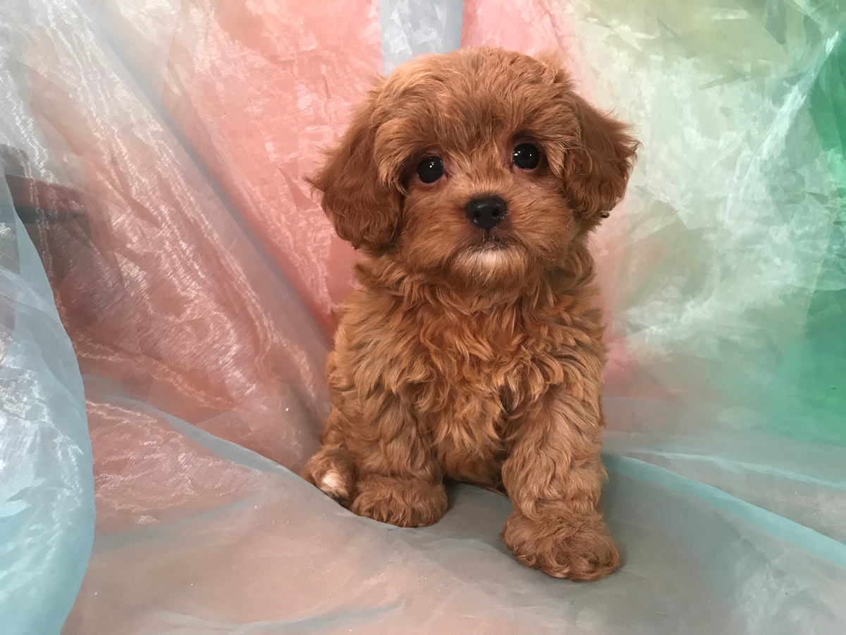 Shih Tzu Poodle Breeders Iowa