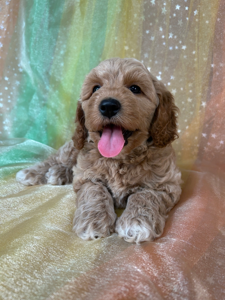 Iowa's Best Breeder, Cockapoos, Puppies Ready Now!