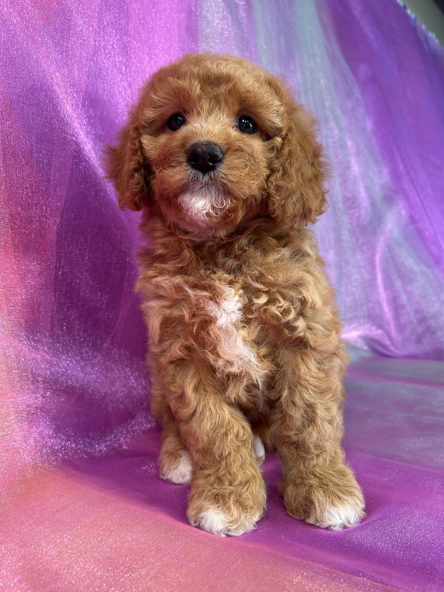 Top Breeder, Iowa, Illinois, Wisconsin, Minnesota, Cockapoos Ready!