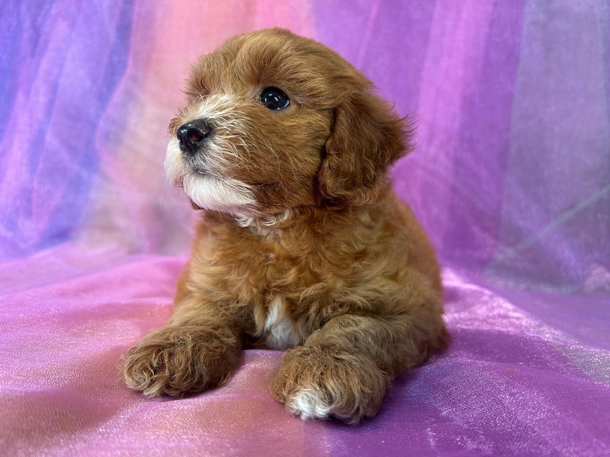 Cockapoos, Top Breeder, Puppies for Sale Now!