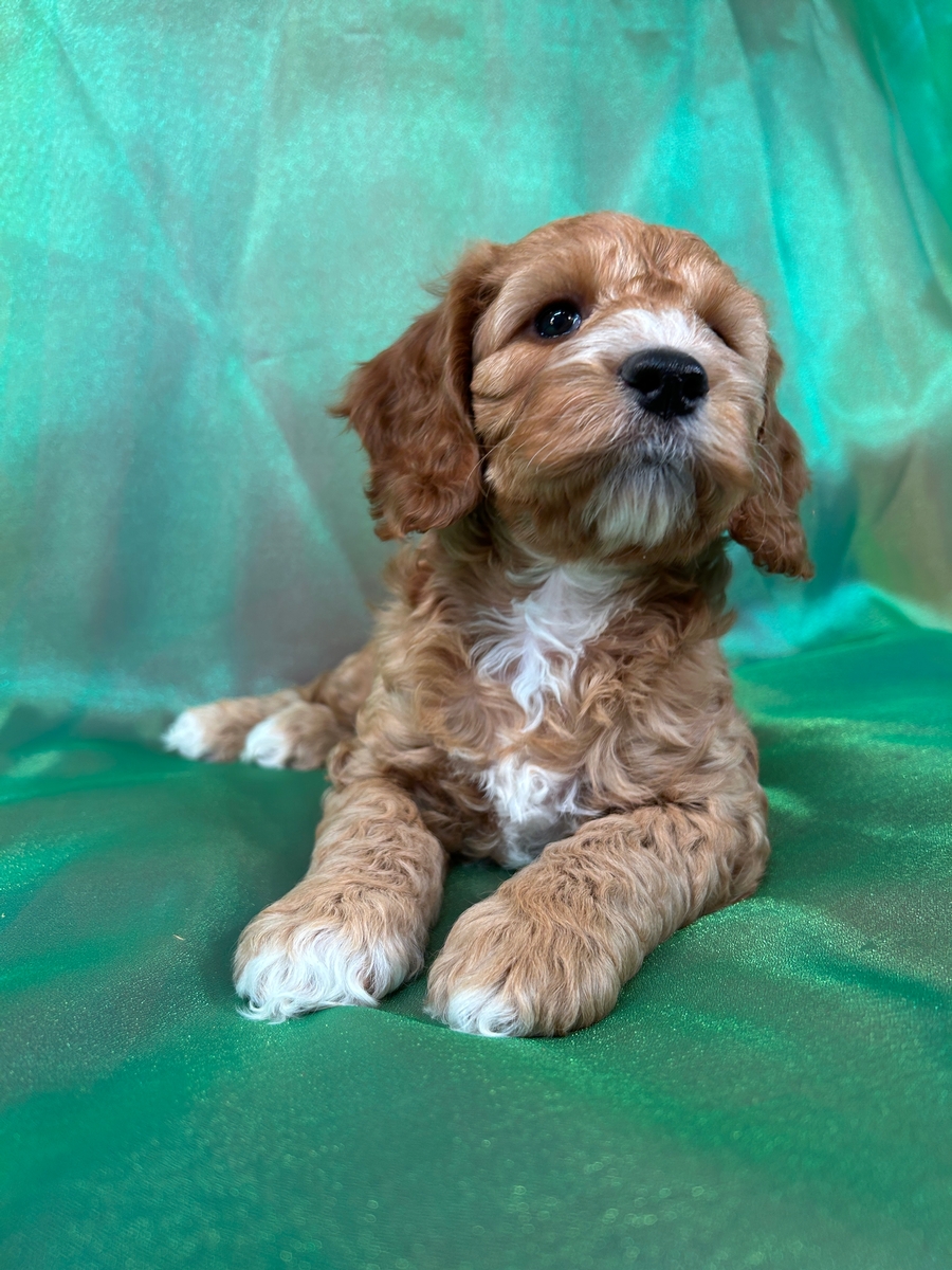 Cockapoo for Sale