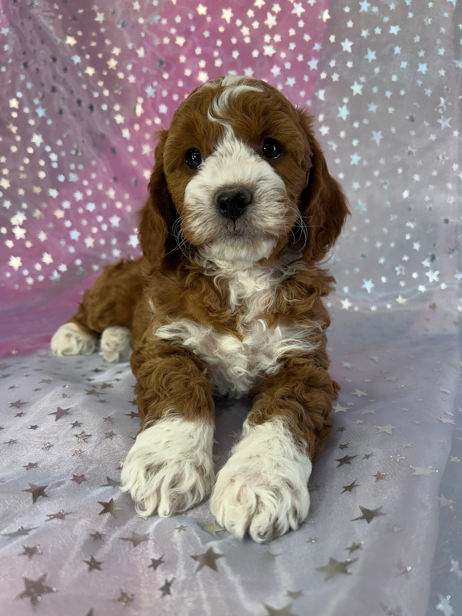Dark Red Cockapoos with Perfect White Markings