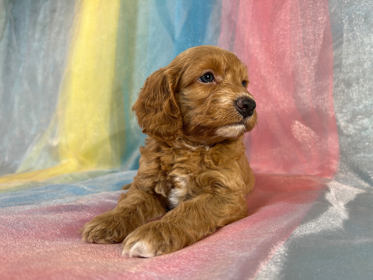 Iowa's Top Breeder, Cockapoos, Puppies Ready Now!