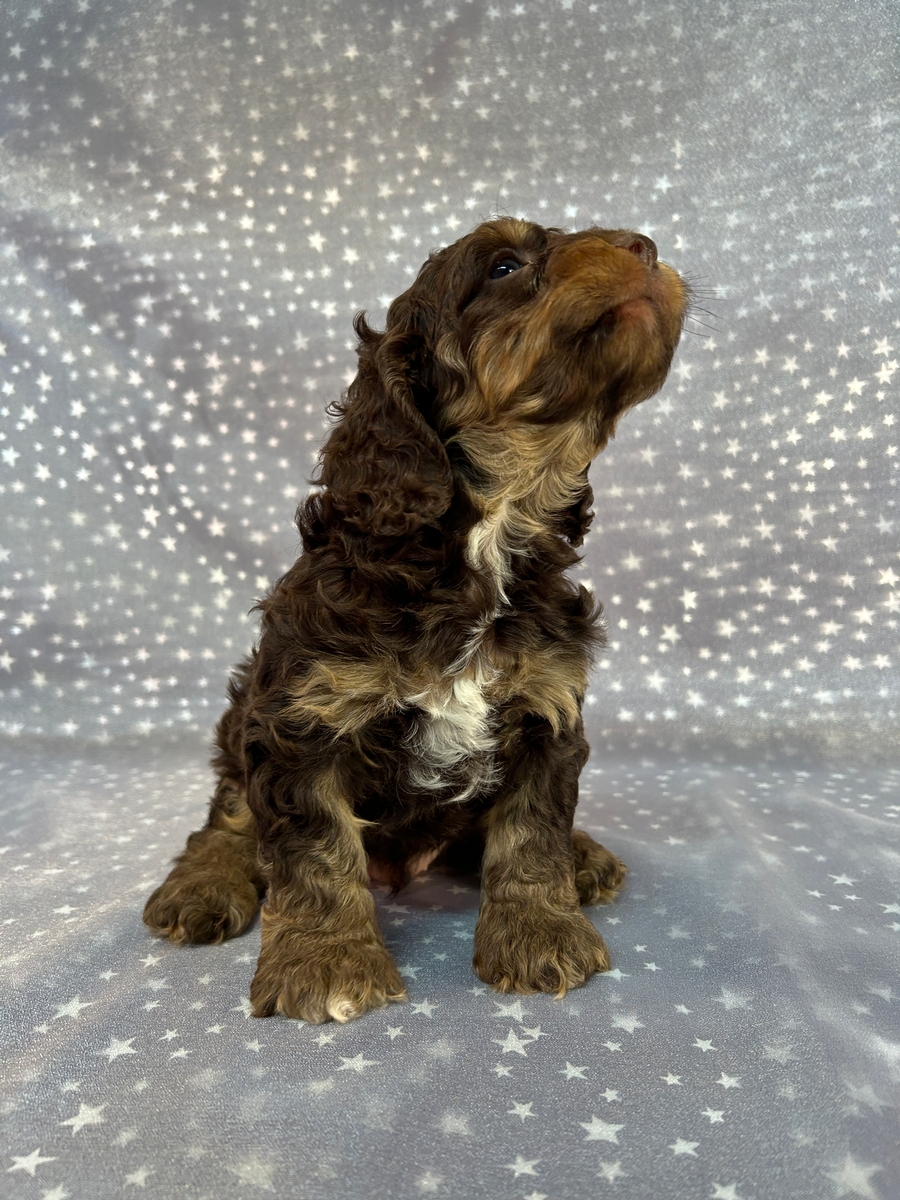 F1 Male Chocolate and Tan Cockapoo with White Markings, Iowa and Minnesota