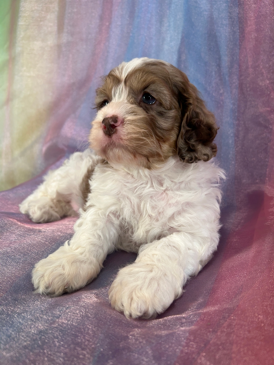 Very Rare F1 Merle and White Parti-Color Cockapoo, Iowa