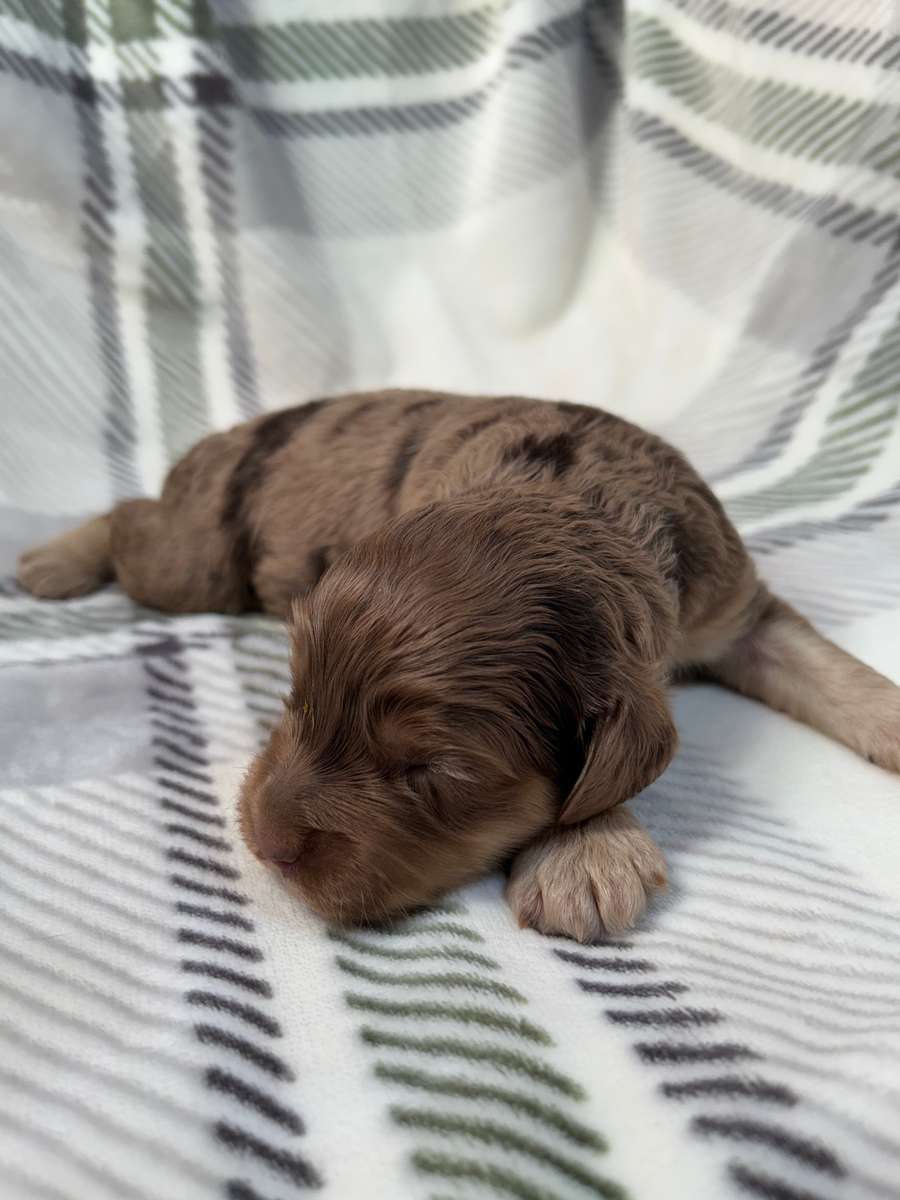 Merle Cockapoo for Sale, Ready Now!