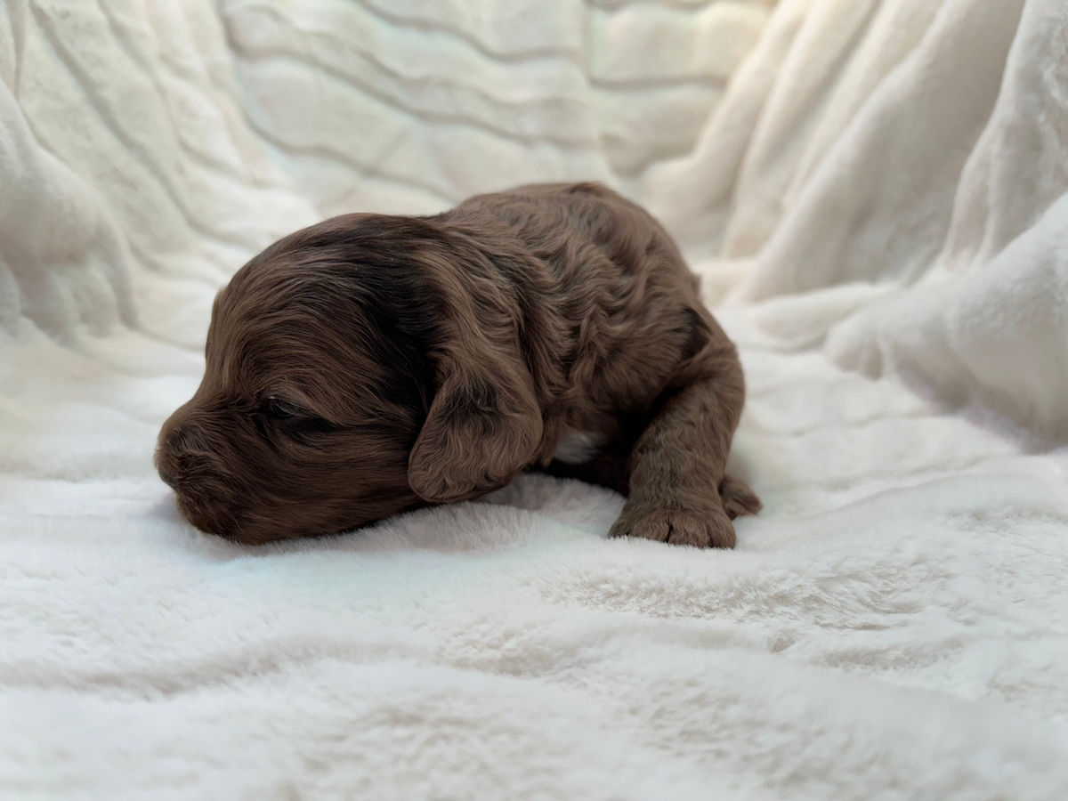 Iowa's Number One Merle Cockapoo Breeder