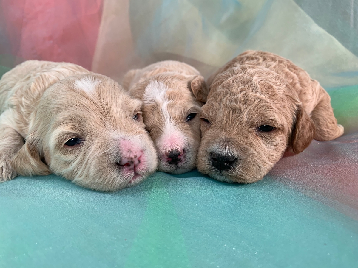 Cockapoos for Sale, Iowa Breeder, Available and Ready To Go Soon.