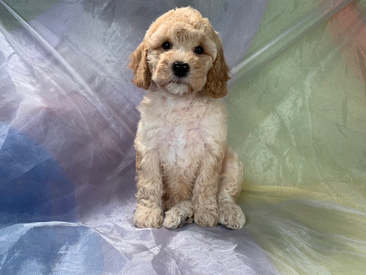 Cockapoos For Sale, Iowa Puppies For Sale-Female Buff Puppy DOB 2021-07-15 $1200