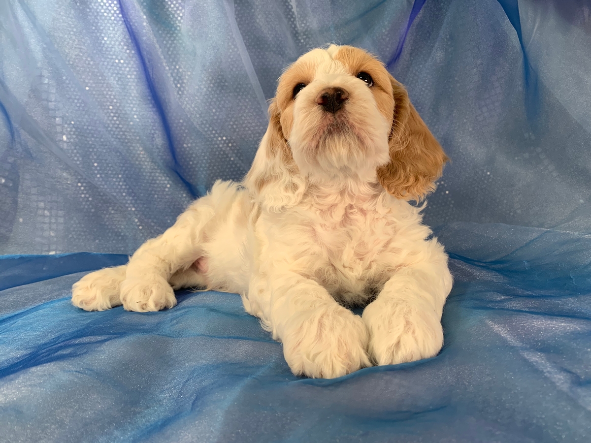 Cockapoos For Sale, Iowa Puppies, Cocker Poodle Mix, Ready ...