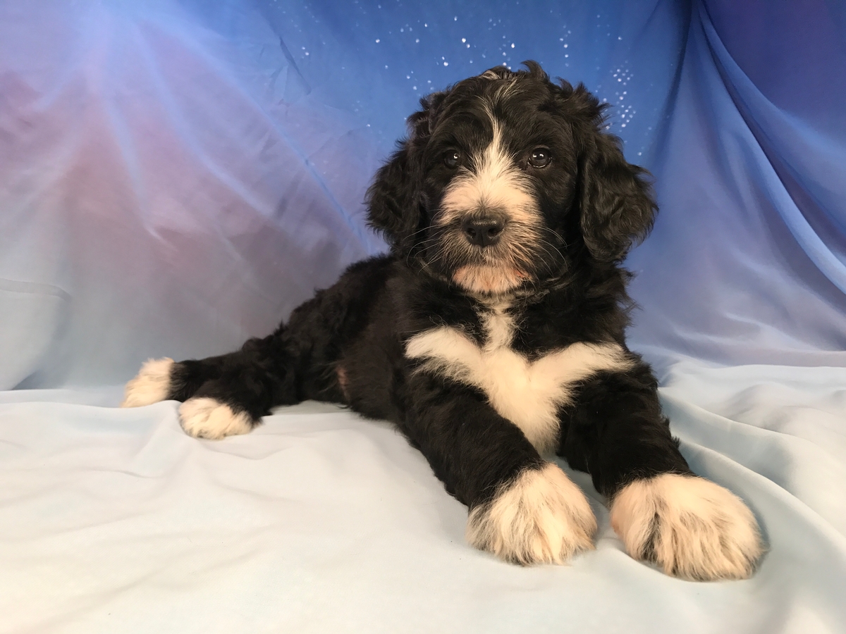 Bernedoodle Puppies for sale, Black and White Litter, Ready Soon