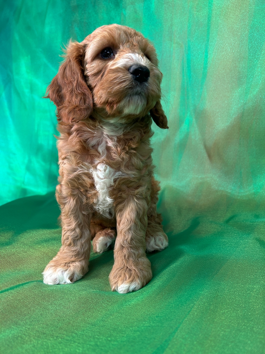Cockapoo for Sale