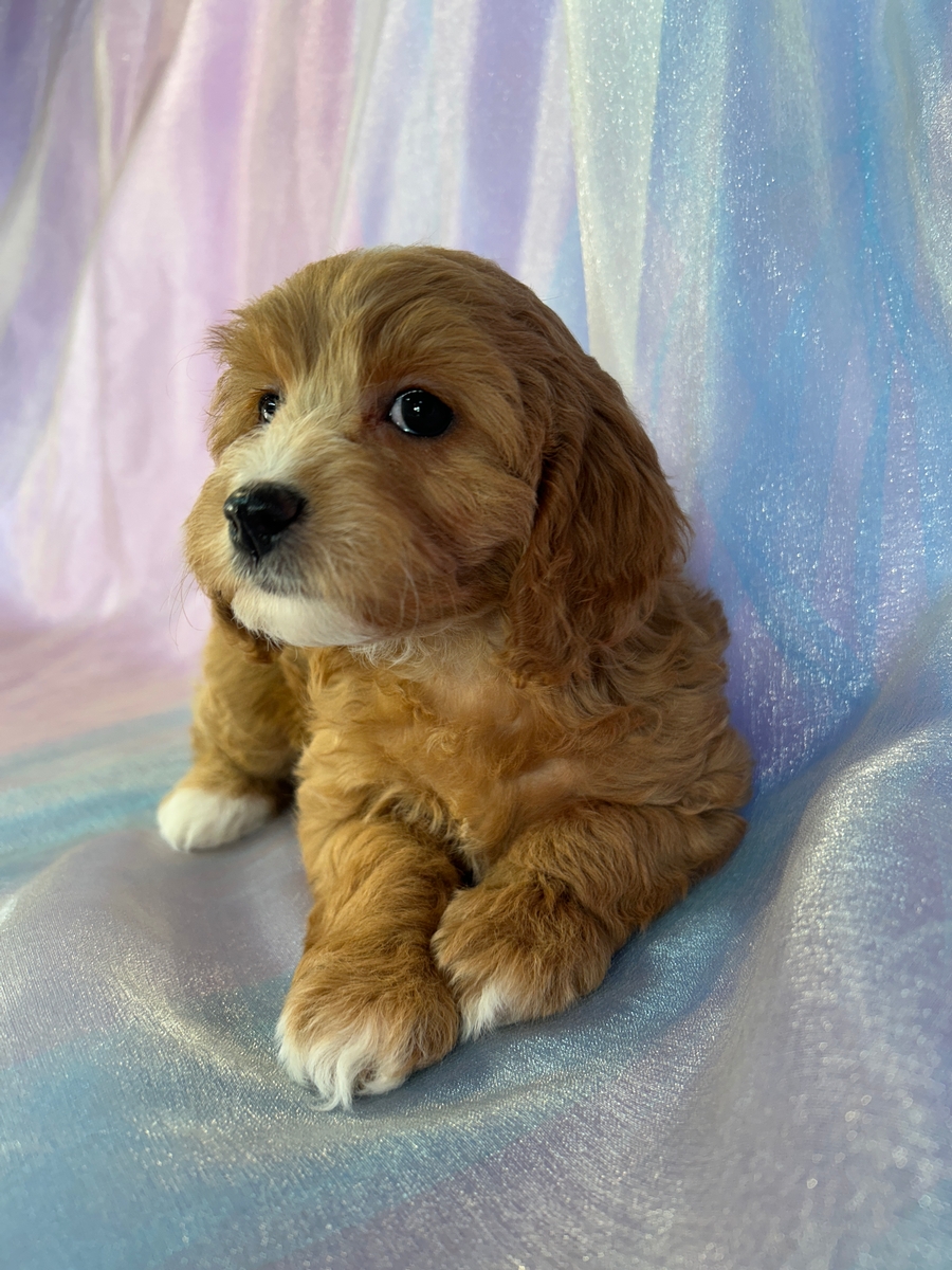 F1b Cockapoo Puppies for Sale Now!