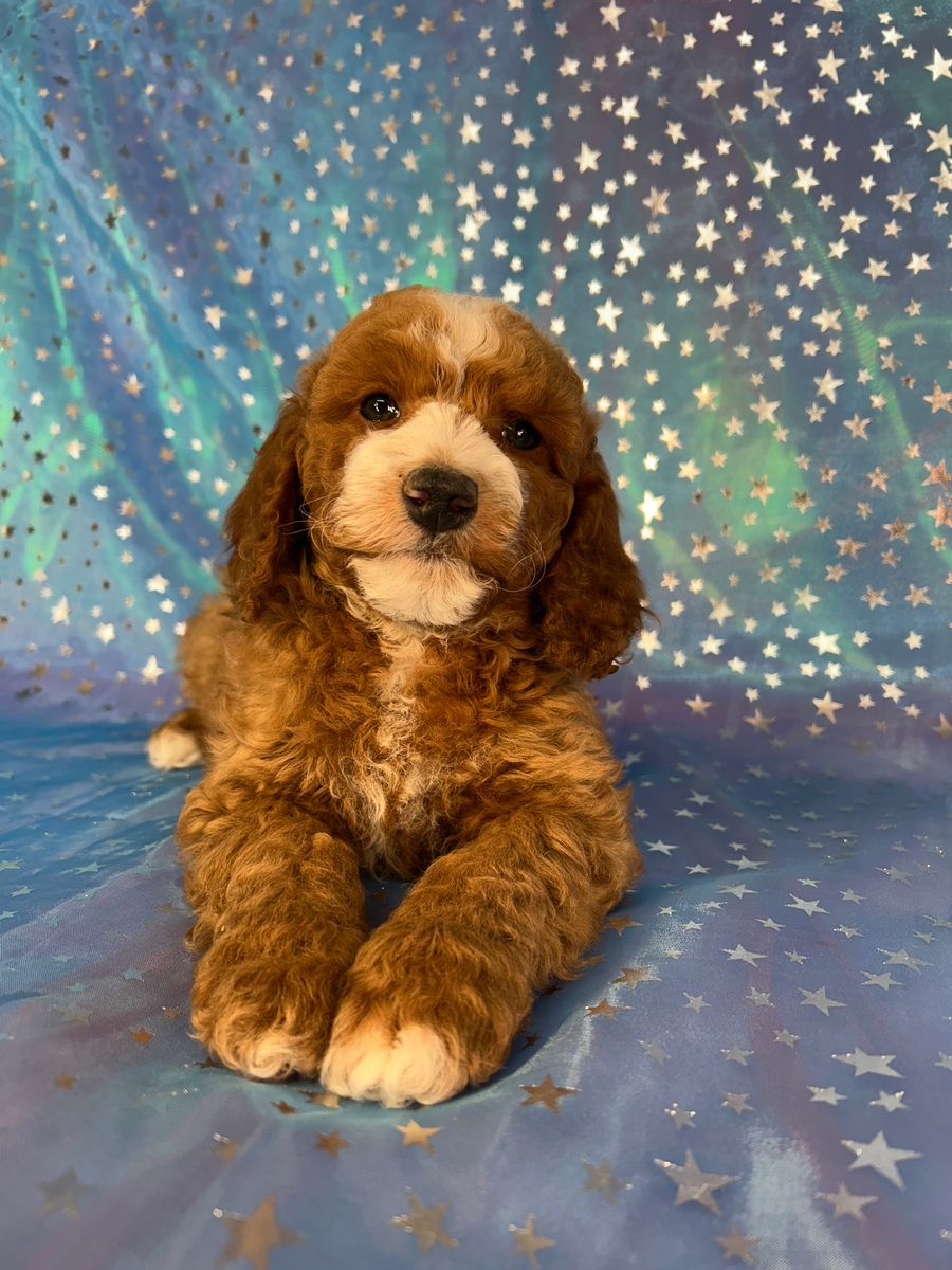 Top Cockapoo Breeder, Puppies $950, Shipping $300.