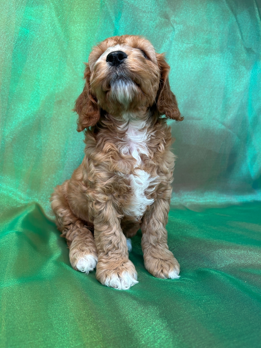Cockapoo for Sale