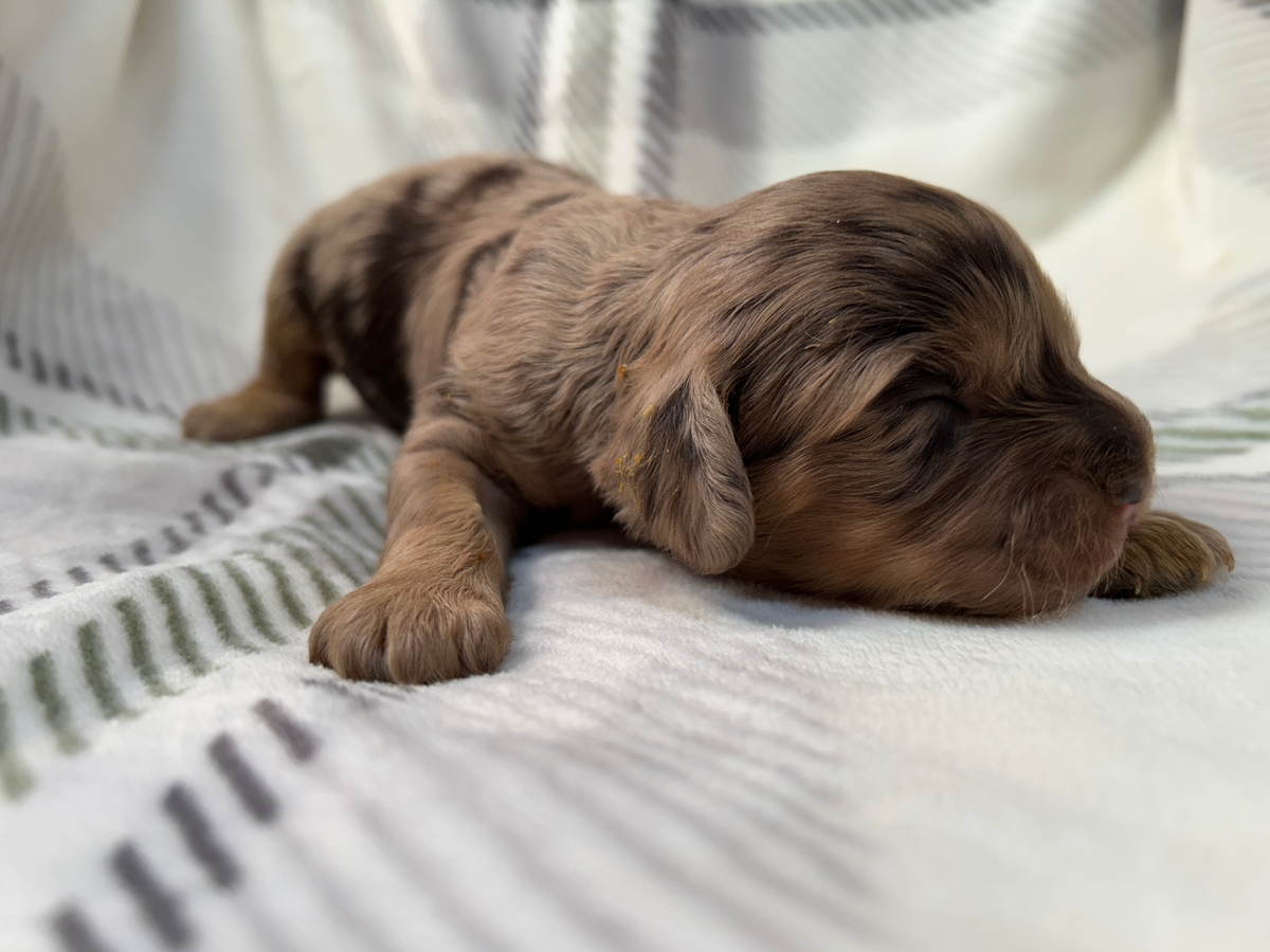 Merle Cockapoo Pup Ready for Deposit, Iowa and Minnesota