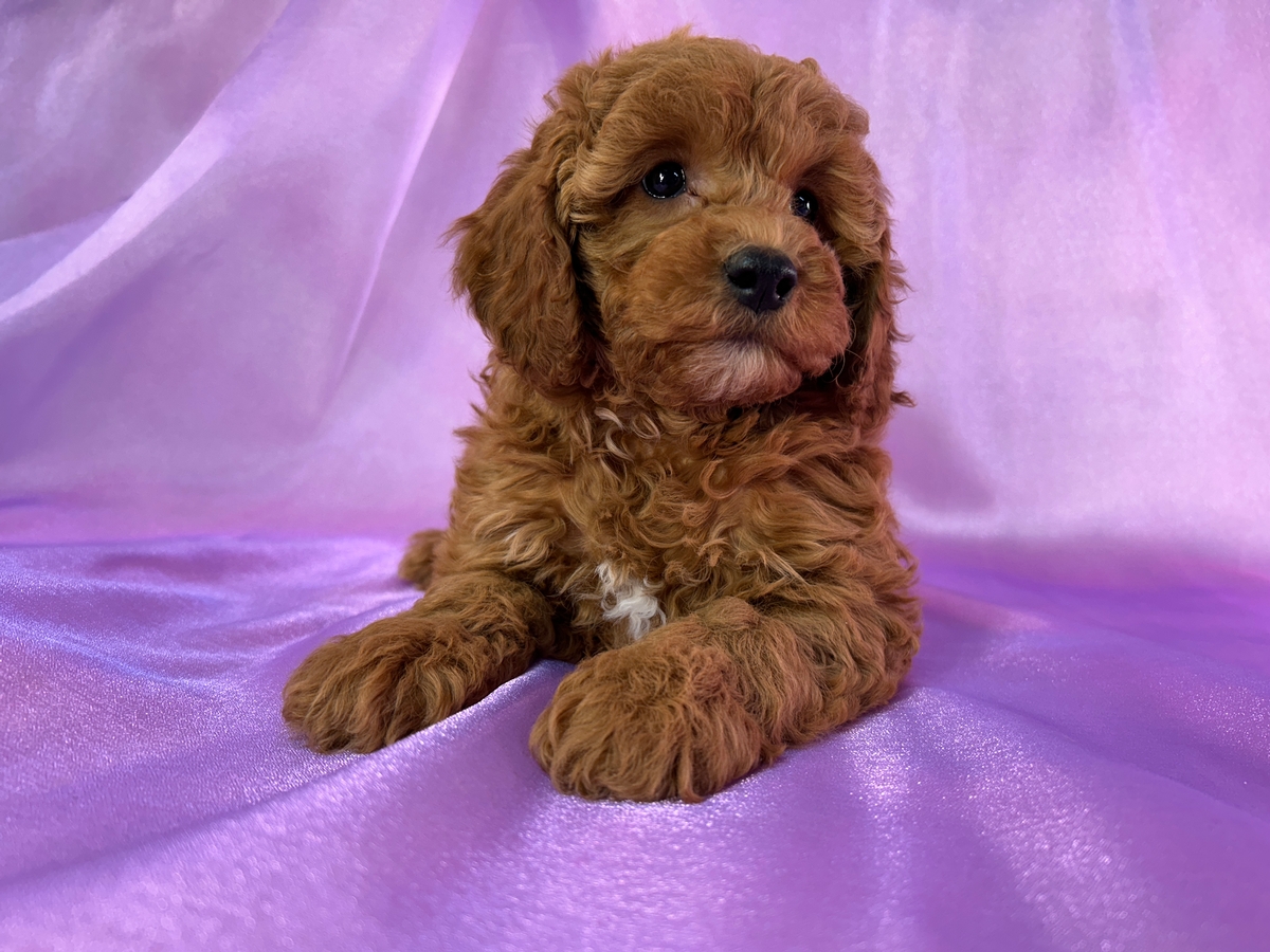 Dark Red F1b Female Cockapoo Puppy for Sale in Iowa