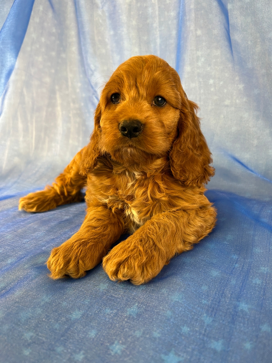 Cockapoo Breeders with Puppies Ready Now! IA and MN
