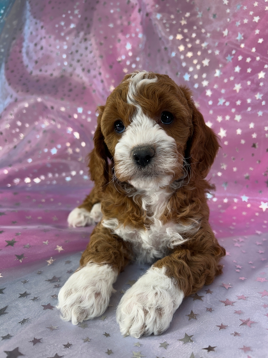 Dark Red Cockapoos with Perfect White Markings