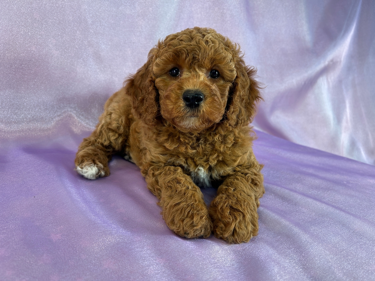 Dark Red Cockapoos Ready Now in Iowa! We Ship!