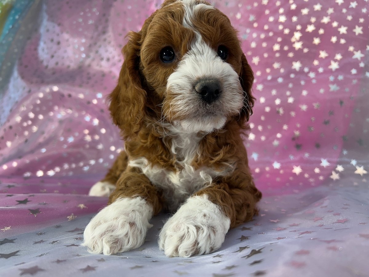 Dark Red Cockapoos with Perfect White Markings