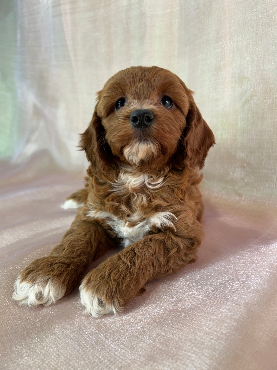 Iowa Cockapoos for Sale