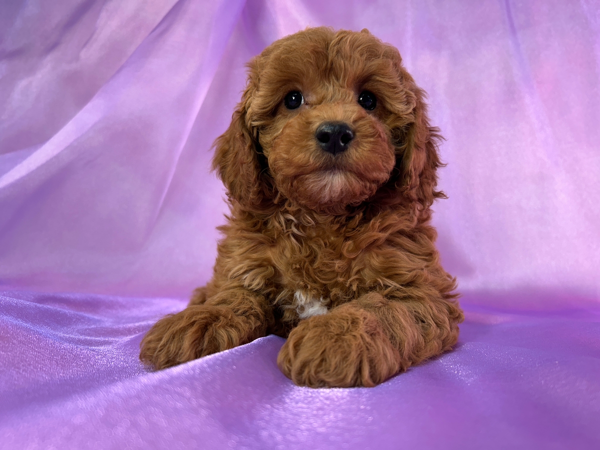 Dark Red F1b Female Cockapoo Puppy for Sale in Iowa