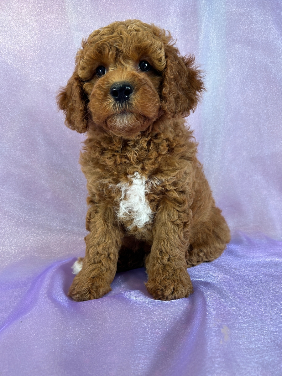 Dark Red Cockapoos Ready Now in Iowa! We Ship!