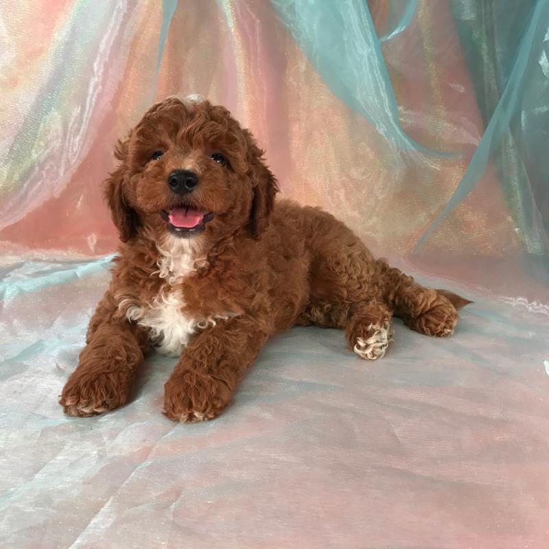 dark red goldendoodle