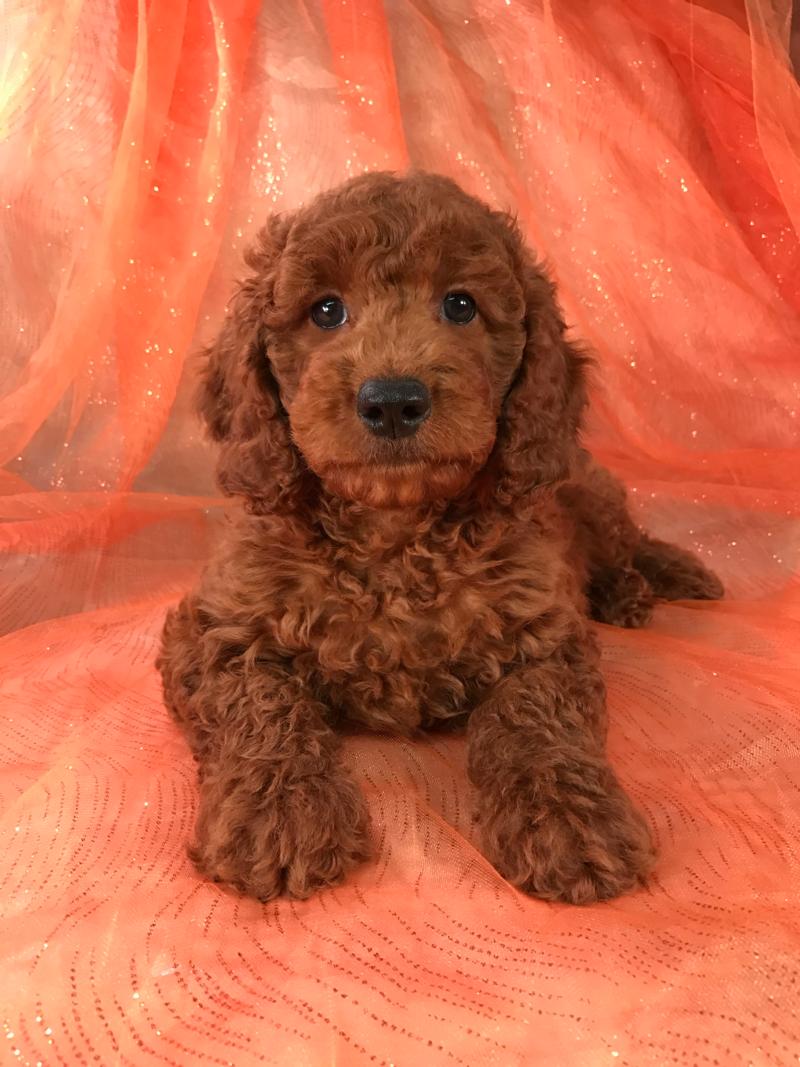 Doodle Puppy Goldendoodle Breeders Near Me Goldendoodle Puppies