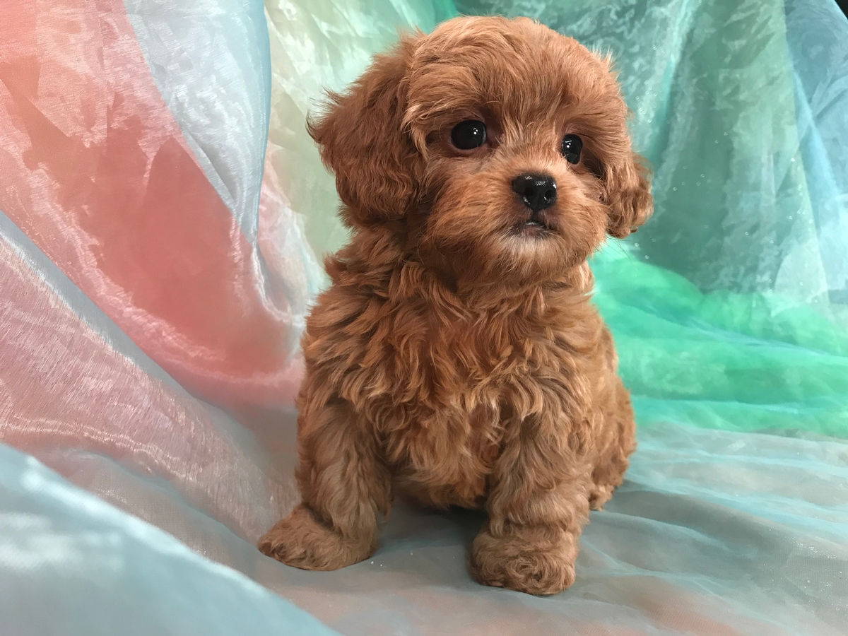 Shih Tzu Poodle Breeders Iowa