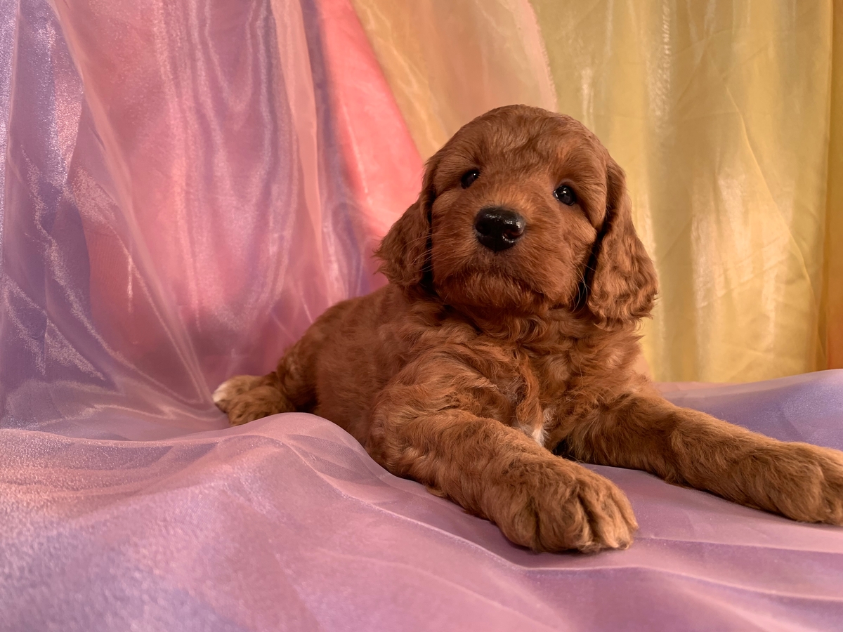 Male Miniature Bernedoodle Puppy for Sale DOB 5-9-2021 $2500