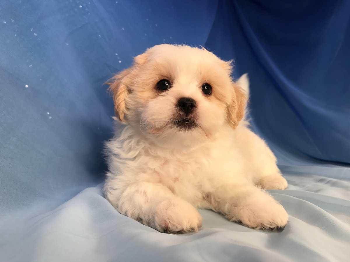 bichon frise and shih tzu mix price