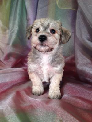 schnoodle puppy cost