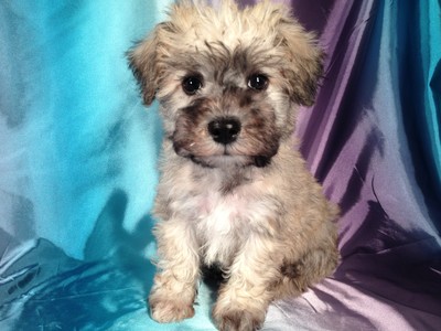 schnoodle puppy cost