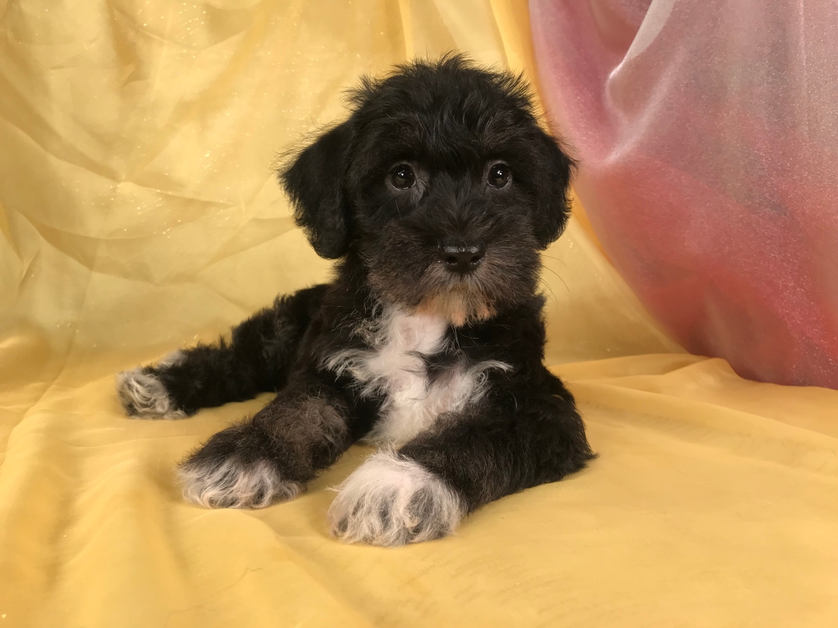 miniature schnauzer poodle