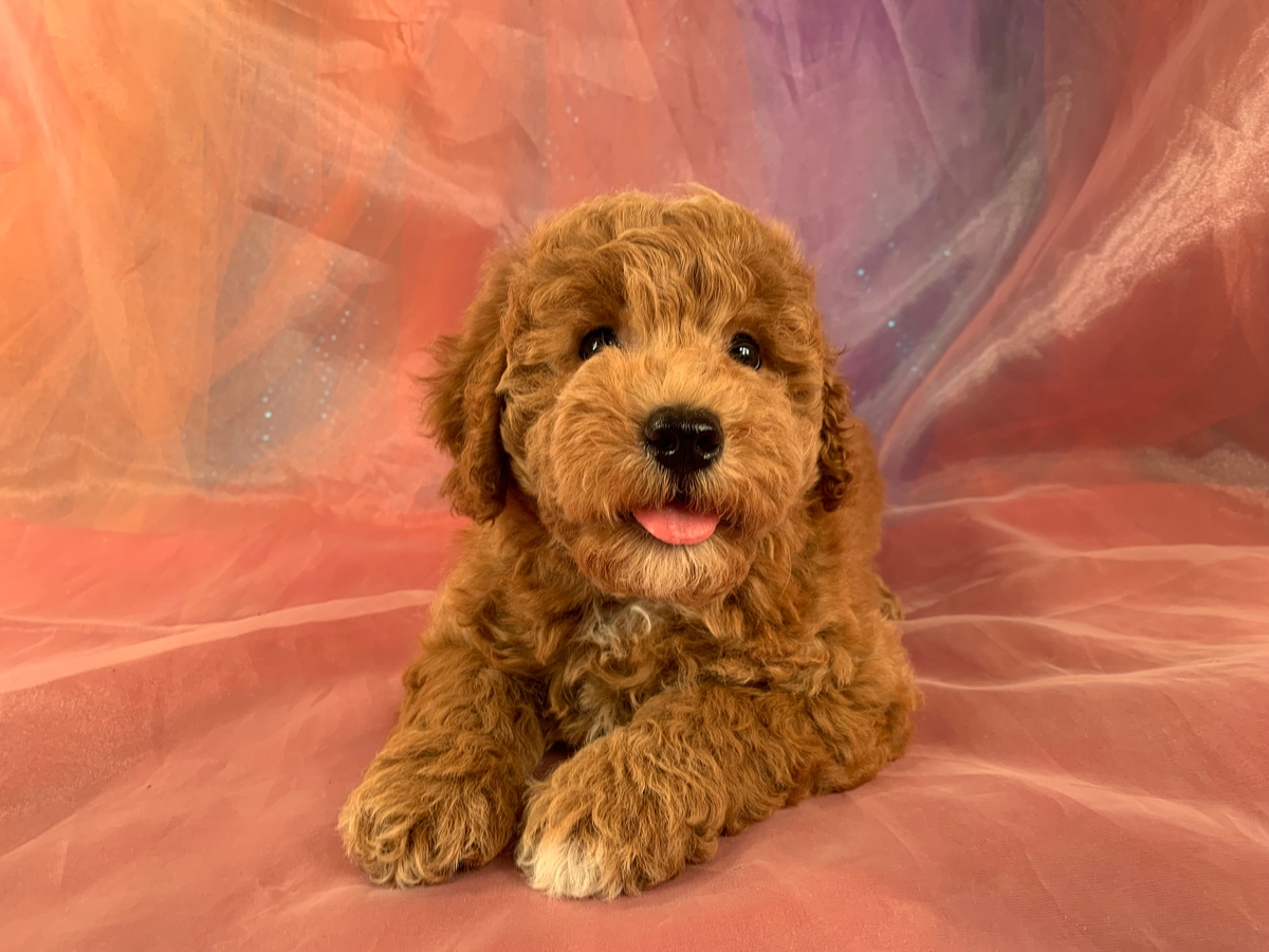 Red Male Schnoodle, Mini, DOB 4-29-2022 $1200