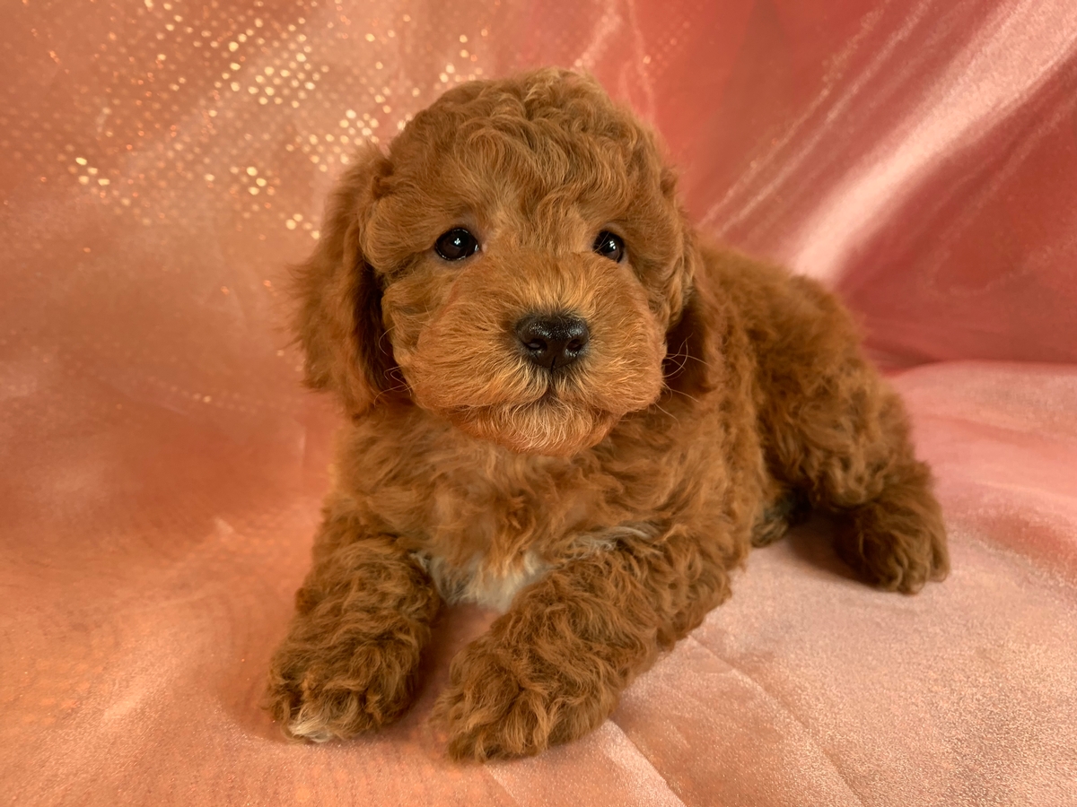 Red Mini Schnoodle Puppy for Sale DOB 2021-10-26, $1200