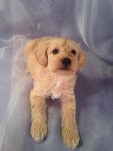 golden schnoodle puppies