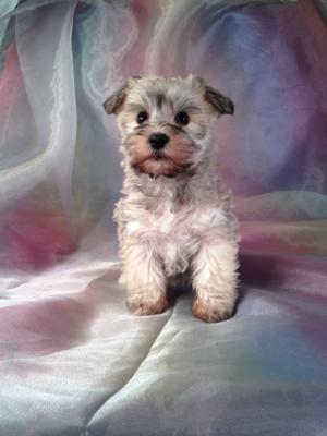 Schnoodle Breed Puppies By Design Online