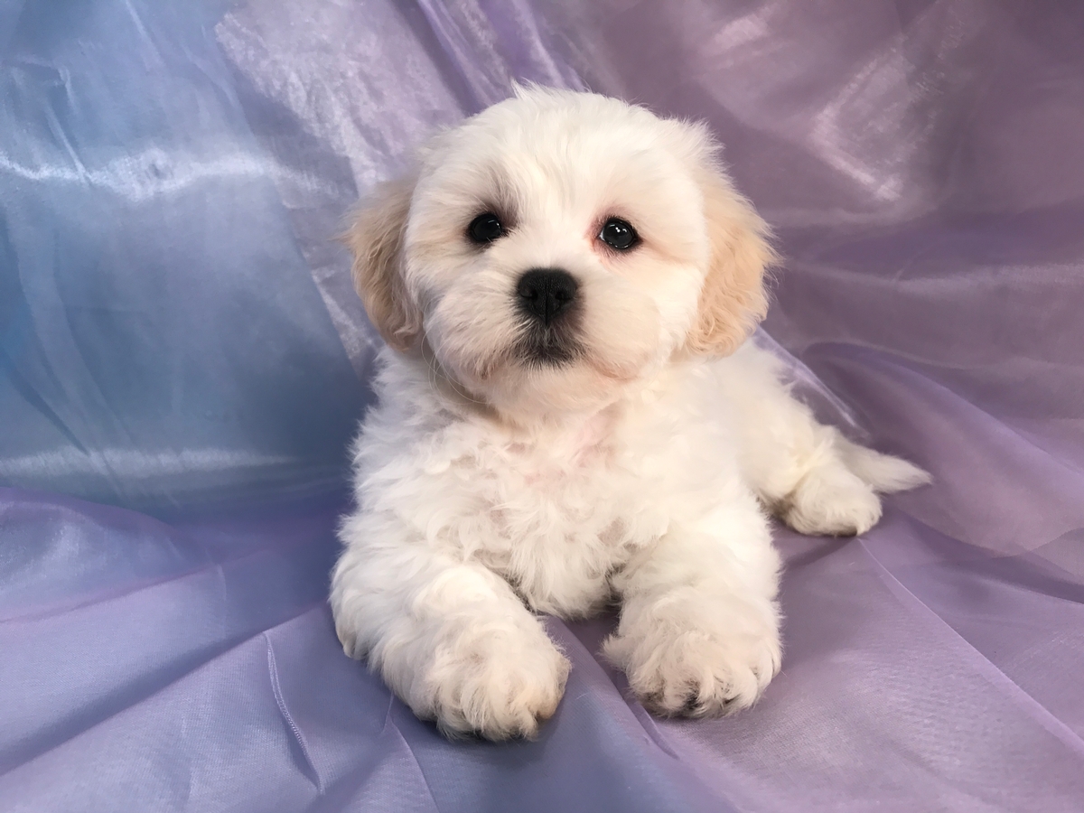 are bichon shih tzu hypoallergenic